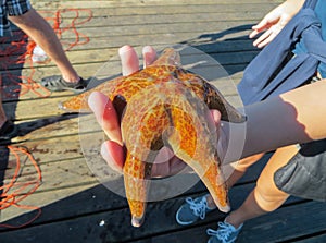 Starfish on the palm of the hand, on the shore of the Pacific Ocean. September 2015. Vancouver