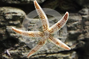 Starfish