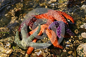 Starfish pile