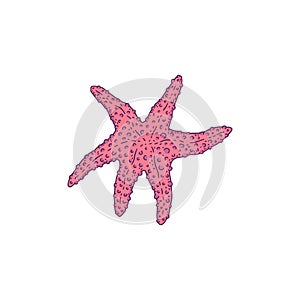 Starfish pink. Vector wild ocean animal mollusk underwater life doodle line isolated illustration.