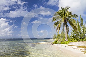 Starfish Point Beach Palm