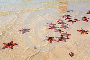 Starfish on Rach Vem beach Phu Quoc