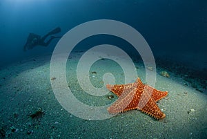 Starfish and Rebreather Diver