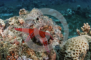 Starfish , red sea , eilat