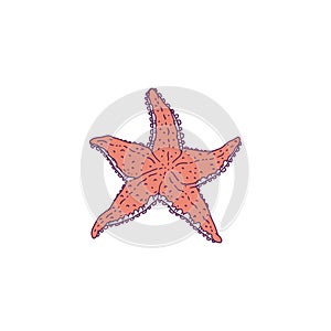 Starfish red. Vector wild ocean animal mollusk underwater life doodle line isolated illustration.