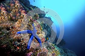 Starfish and reef
