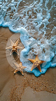 Starfish Resting on Sandy Beach by Ocean