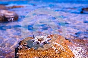 Starfish on a rock near the sea.