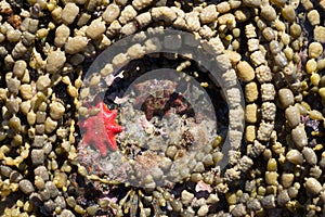 Starfish in rock pools