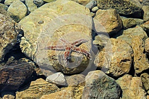 Starfish on rocks in seawater