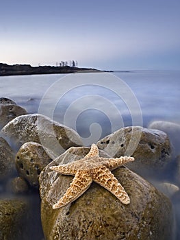 Starfish on a rocky beach