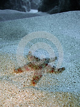 Starfish on sand