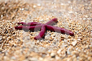 Starfish on sand