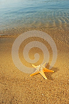 Starfish on sand