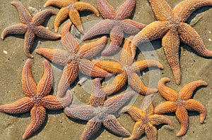 Starfish on sand