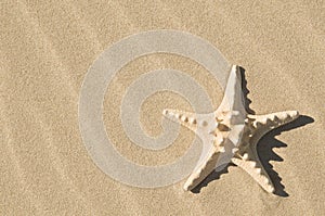 Starfish and sand.