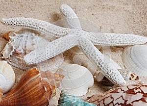 Starfish on the Sand
