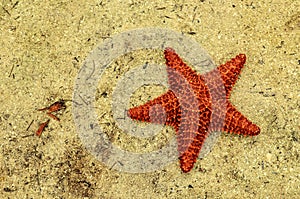 Starfish on sand