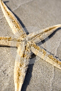 Starfish on the sand