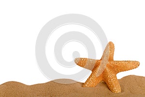 Starfish in sand