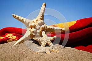 Starfish in the sand