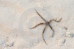 Starfish on sand background