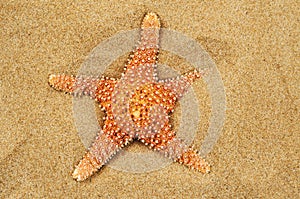 Starfish on the sand of a beach