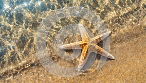 Starfish on the sand beach in clear sea water. Summer background. Summer time