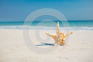 Starfish in the sand on the beach