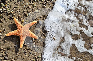 Starfish on the Sand border design.