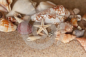 Starfish sand conch shells