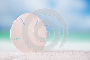 Starfish sand dollar on white ocean beach