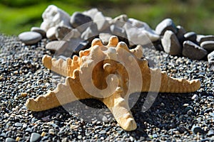 Starfish on sand