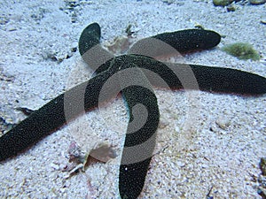 starfish on the sand Under the sea