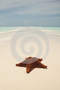 Starfish on a sandbar