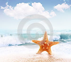 Starfish on sandy beach