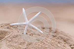 Starfish on sandy beach in summer with sea background