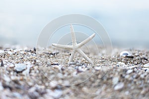 Starfish at the sandy summerbeach with