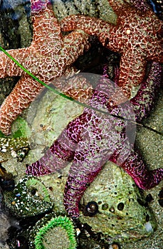 Starfish and Sea Anemones