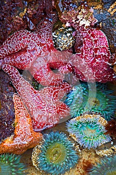 Starfish and Sea Anemones