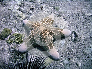 Starfish on Sea Bottom, Seychelles