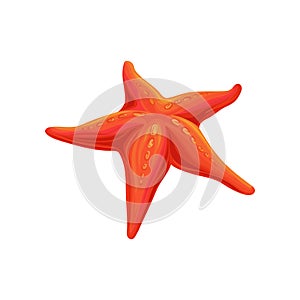 Starfish sea creature vector Illustration on a white background