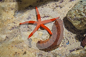 Starfish and sea cucumbers in an aquarium