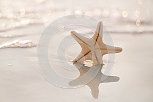 starfish on sea ocean beach in Florida, soft gentle sunrise light color