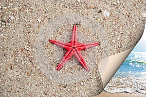 Starfish on sea sand