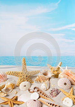 Starfish and sea shells photo