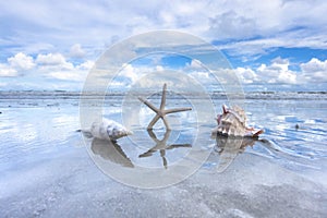 Starfish and Sea Shells On Beach On Hilton Head Island