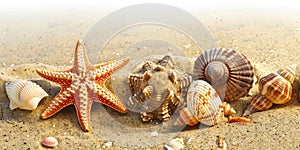 Starfish and sea shells in the sand at the beach