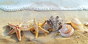 Starfish and sea shells in the sand at the beach