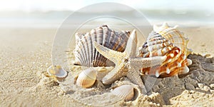 Starfish and sea shells in the sand at the beach